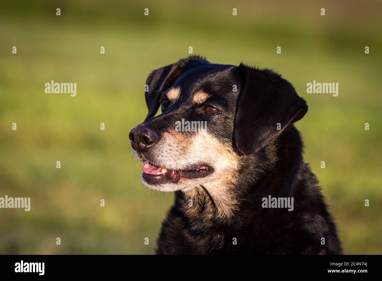 Retrato de un perro de la tercera edad austríaco Pinscher (11 años  Fotografía de stock - Alamy
