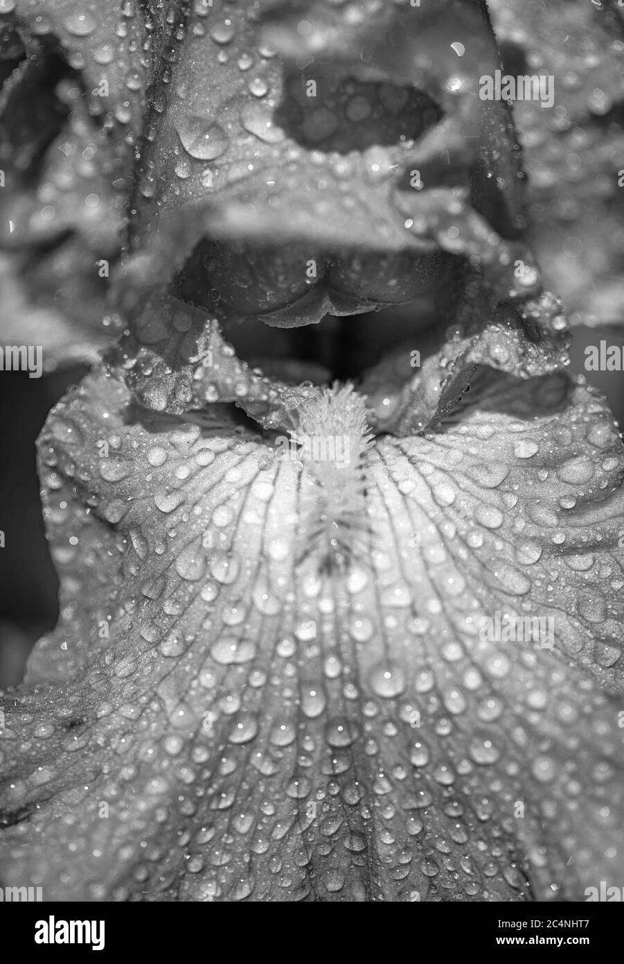Macro foto de la naturaleza flor flor inusual iris naranja. Disparo macro. Una foto detallada para sitios web y materiales de marketing. Iris flor creciendo en el Foto de stock