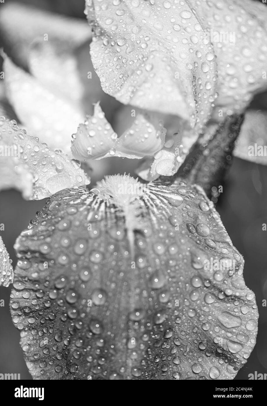 Macro foto de la naturaleza flor flor inusual iris naranja. Disparo macro. Una foto detallada para sitios web y materiales de marketing. Iris flor creciendo en el Foto de stock