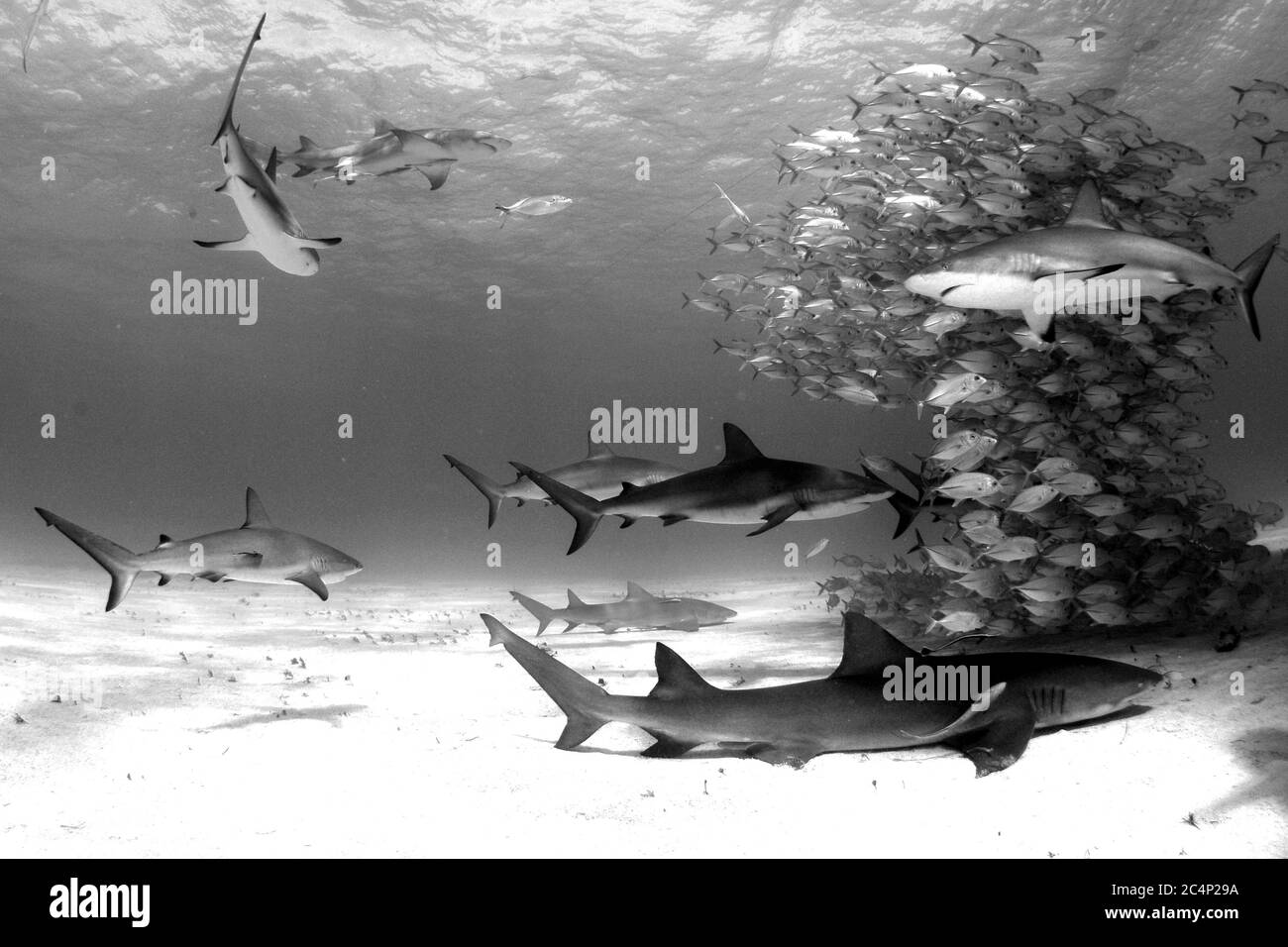 Una escuela de jogones de ojo de caballo, Caranx latus, está rodeada de tiburones de arrecife, Carcharhinus oerezi, y tiburones limón, Negaprion brevirostris, Tiger Beach, B Foto de stock