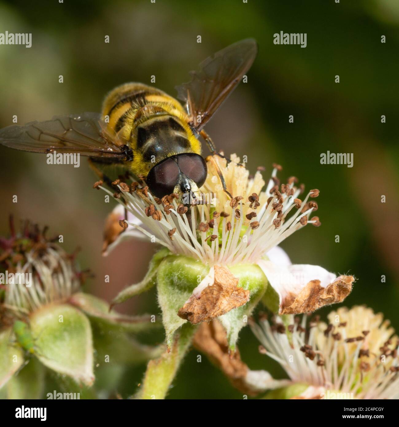 Vista frontal de la abeja nativa del Reino Unido imitan el vuelo de lifón, Eristalis intricarius, alimentándose en el tramite Foto de stock