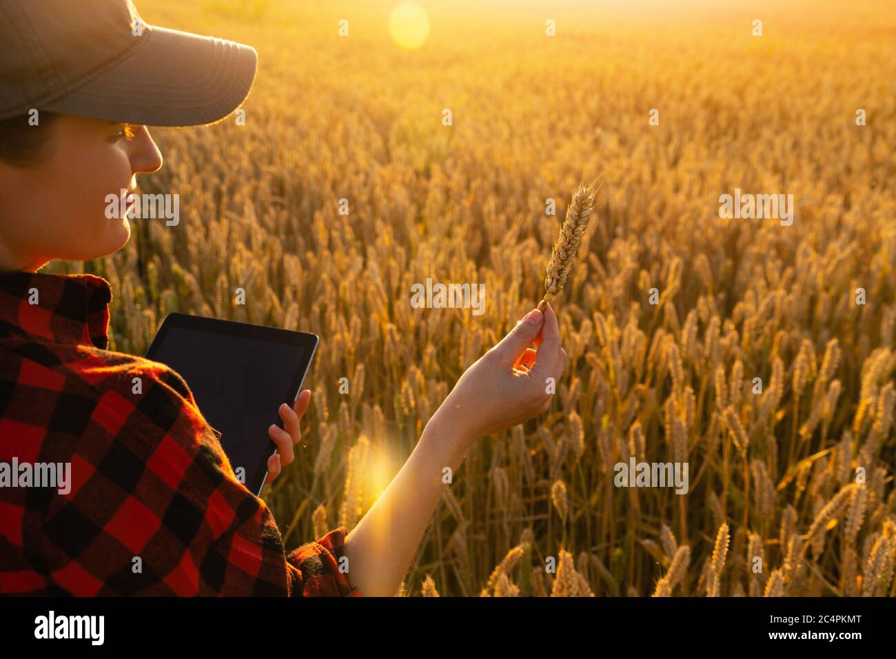 Una mujer campesina se encuentra en un campo agrícola al atardecer y mira una oreja de trigo. Foto de stock