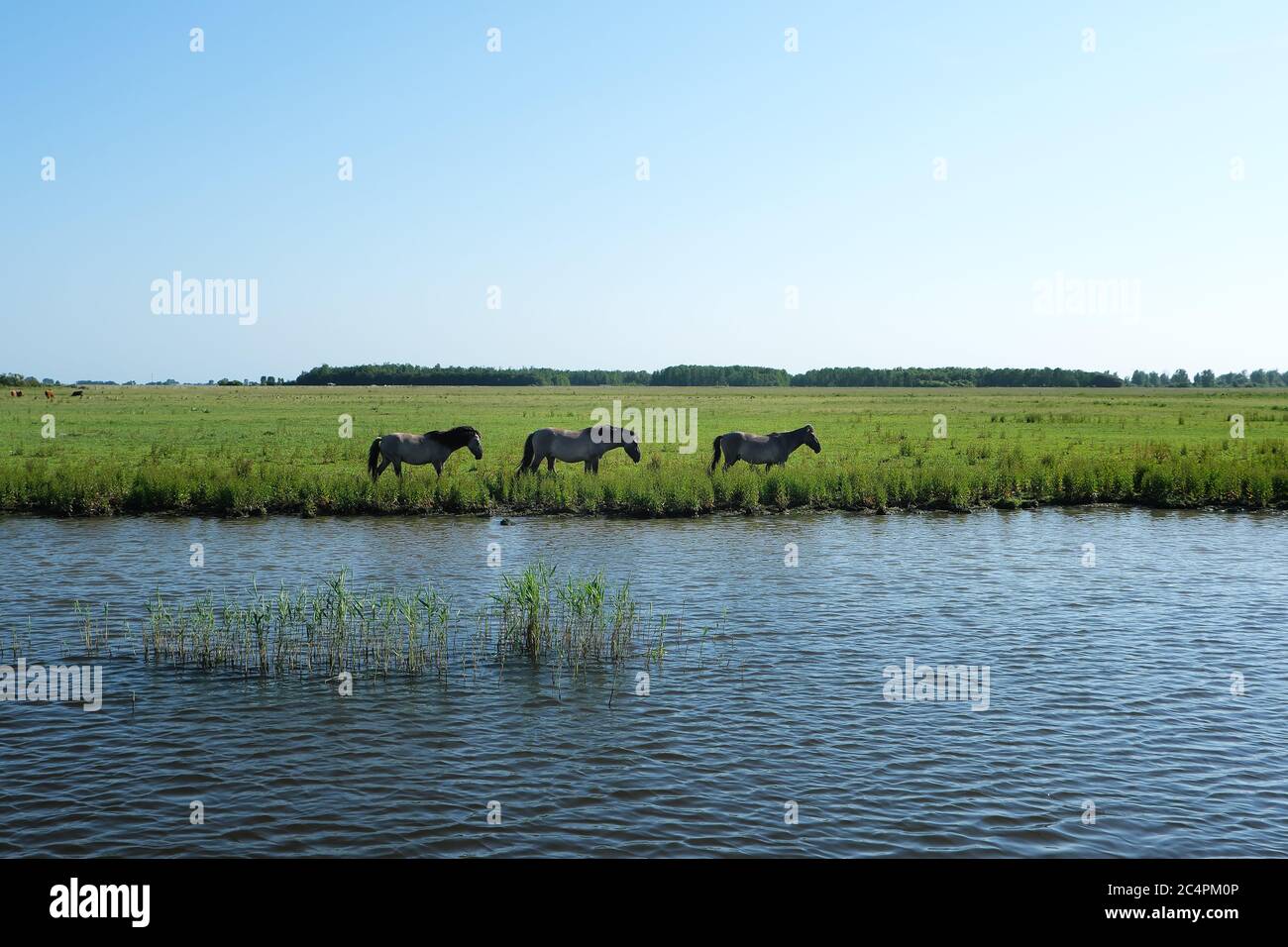 Europa Holanda - Caballos a orillas de un canal en Holanda Foto de stock