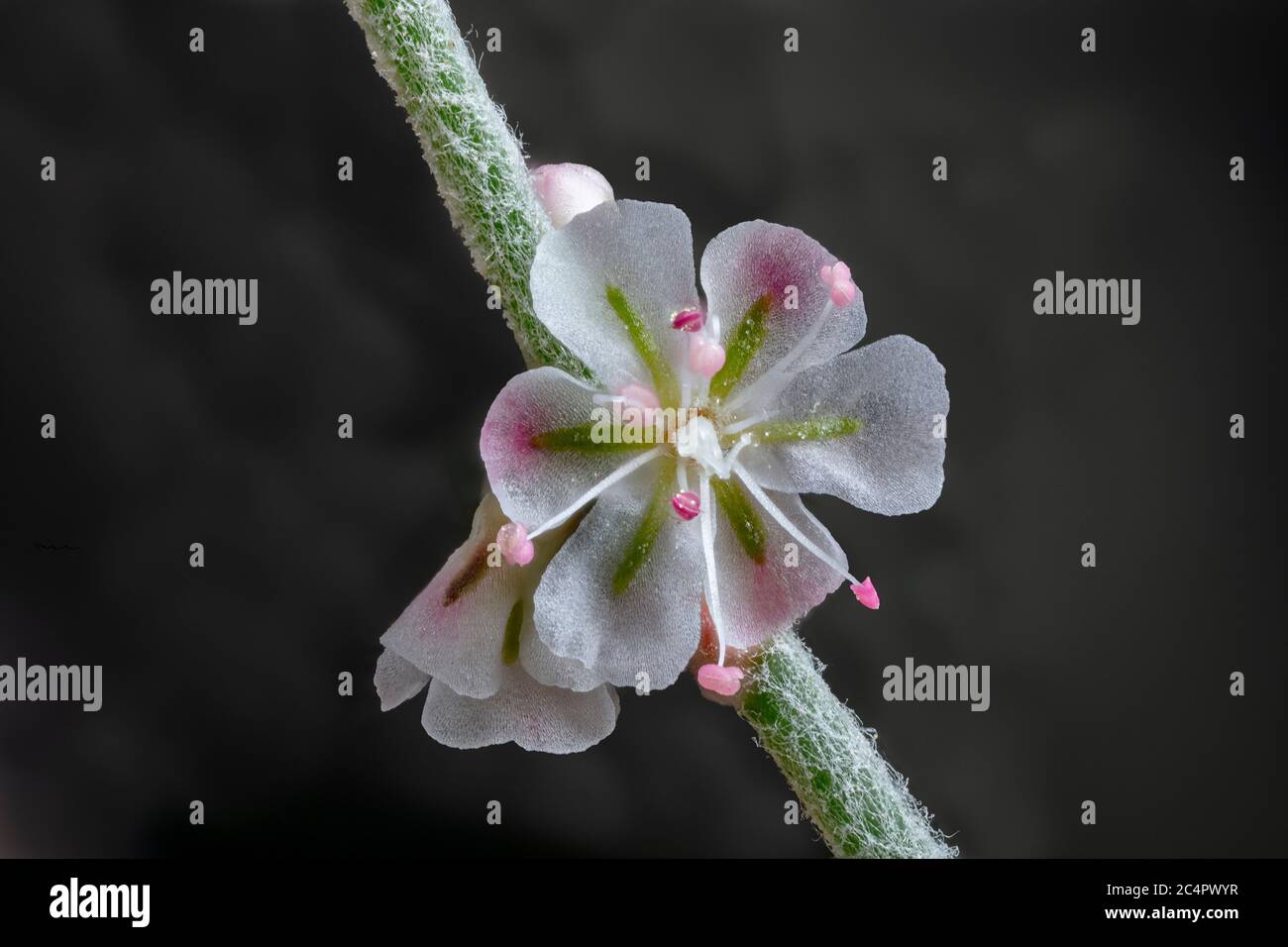 El trigo sarraceno de Bailey, Eriogonum baileyi var. Baileyi Arizona Wildflower Foto de stock