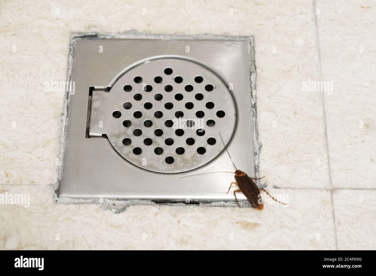 Cucaracha en el baño cerca del agujero de desagüe. El problema con los  insectos. Las cucarachas suben a través de las alcantarillas Fotografía de  stock - Alamy