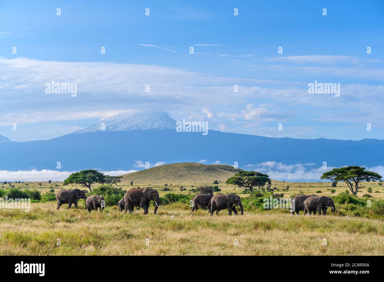 Elefantes africanos de monte (Loxodonta africana) con el monte Kilimanjaro detrás, Parque Nacional Amboseli, Kenia, África Foto de stock