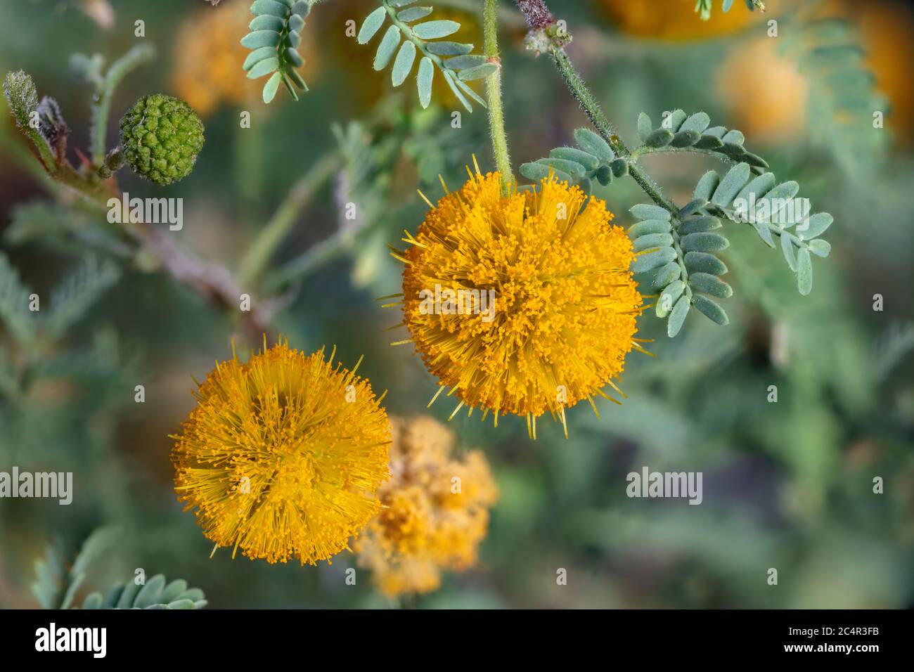 Floración Acacia dulce, Vachellia farnesiana Foto de stock