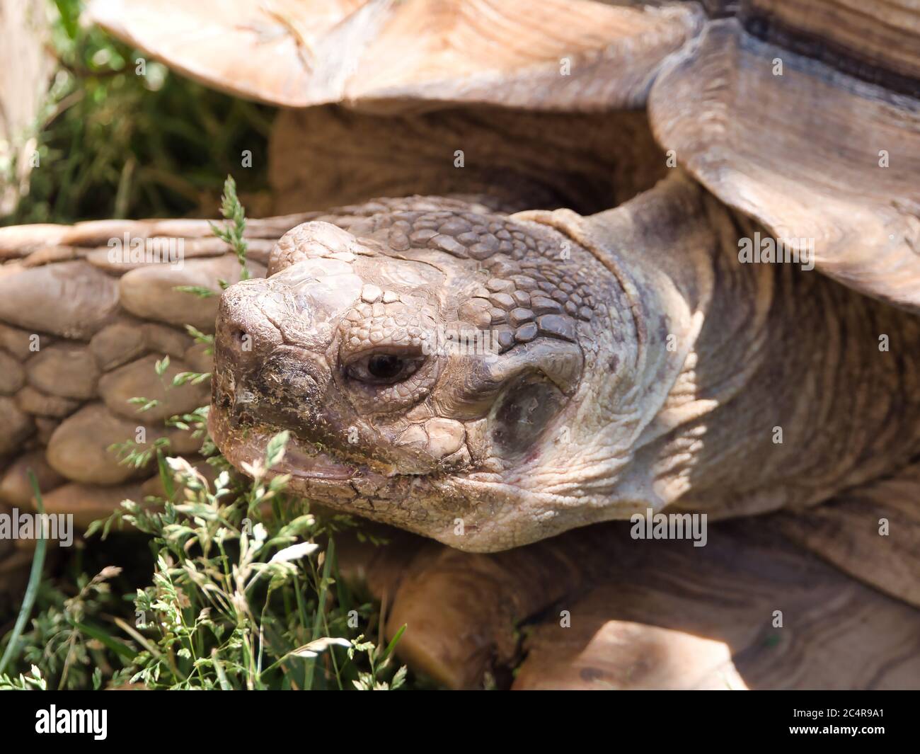Cara de cierre de tortuga espurada - Centrochelys sulcata, tortuga sabana. Foto de stock