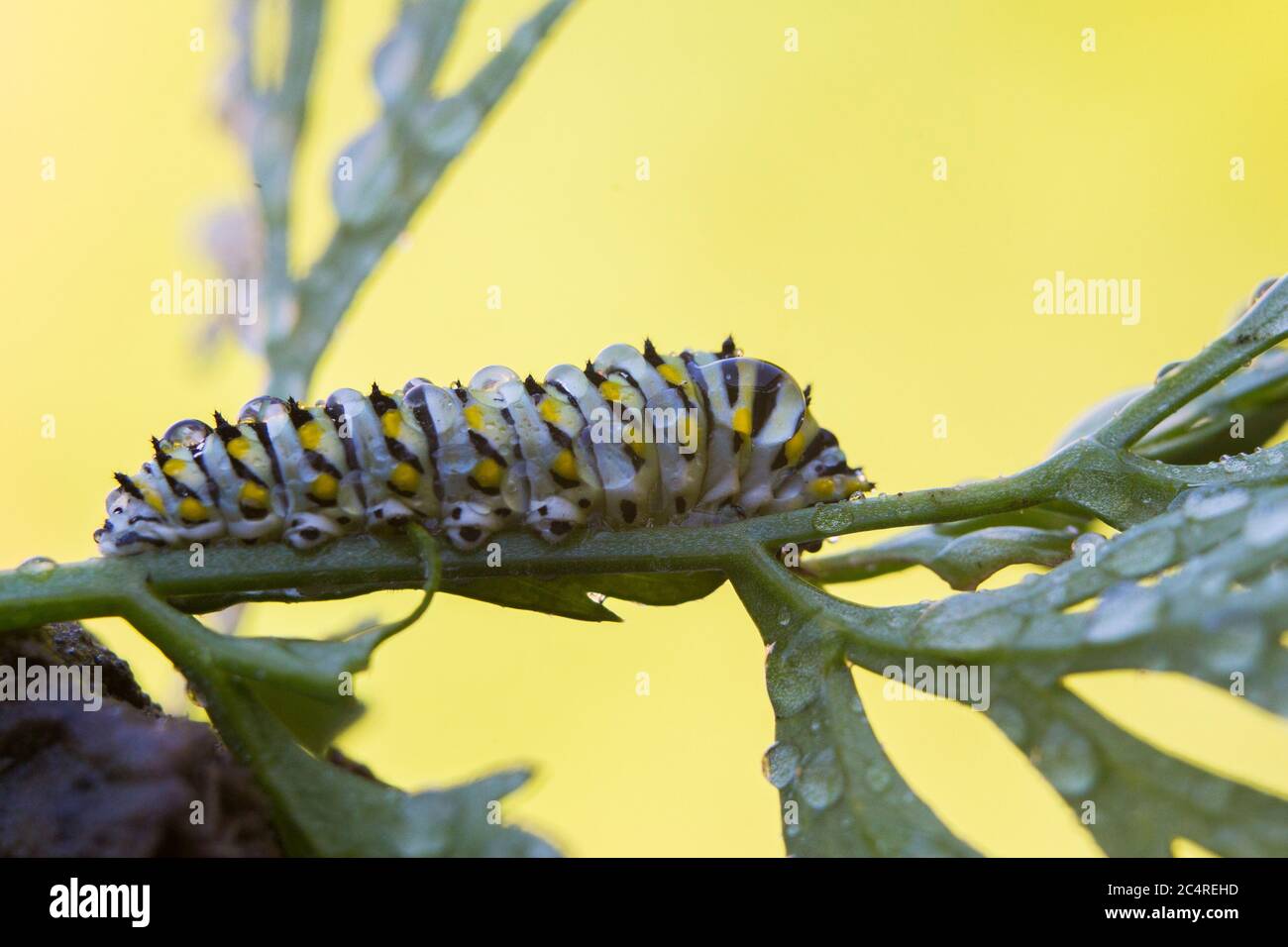 Papilio polyxenes, el (este) negro swallowtail, americano swallowtail oruga Foto de stock