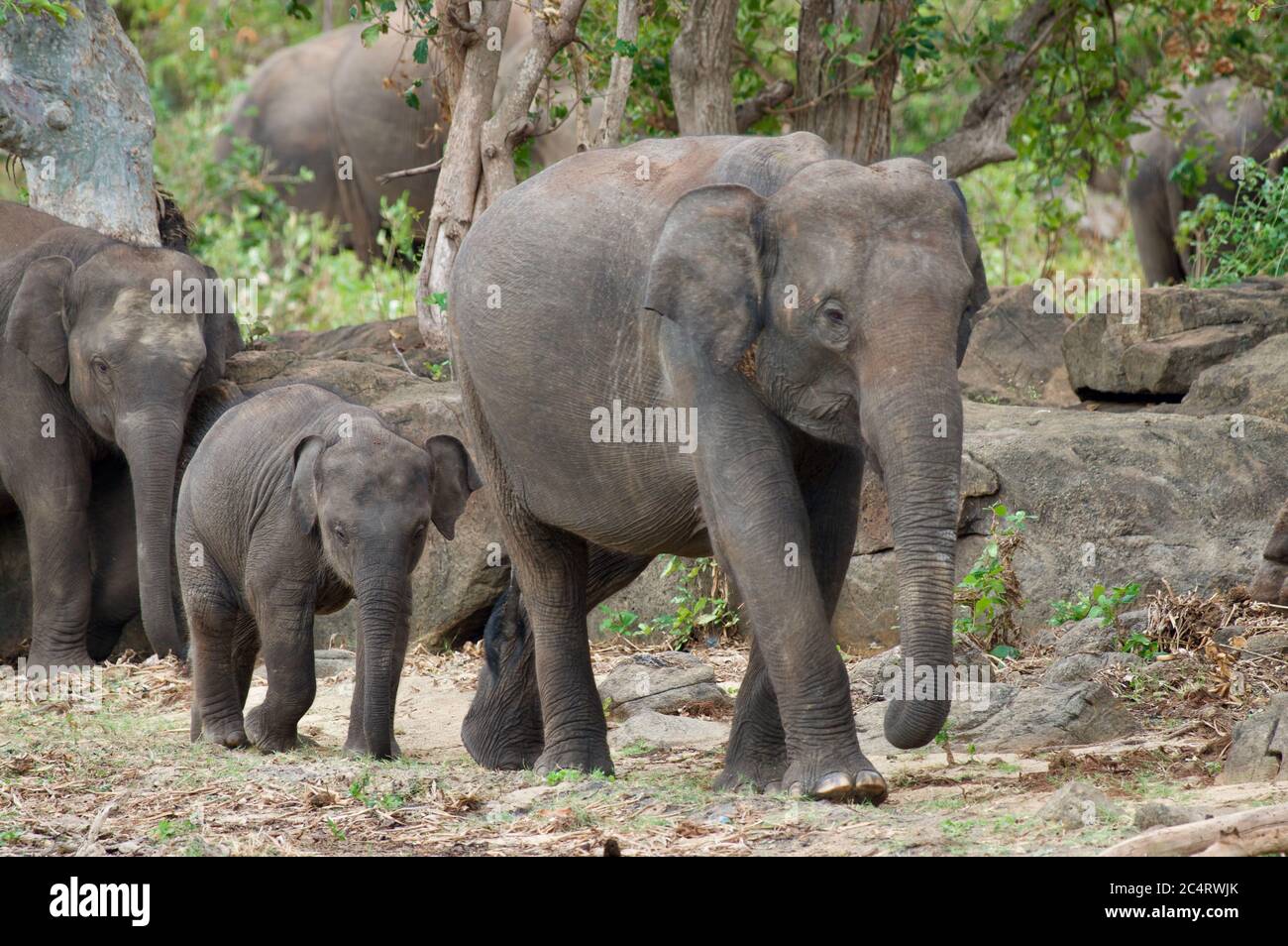 Un grupo de elefantes de Sri Lanka (Elephas maximus maximus) en el Parque Nacional Kalawewa, Provincia Central del Norte, Sri Lanka Foto de stock