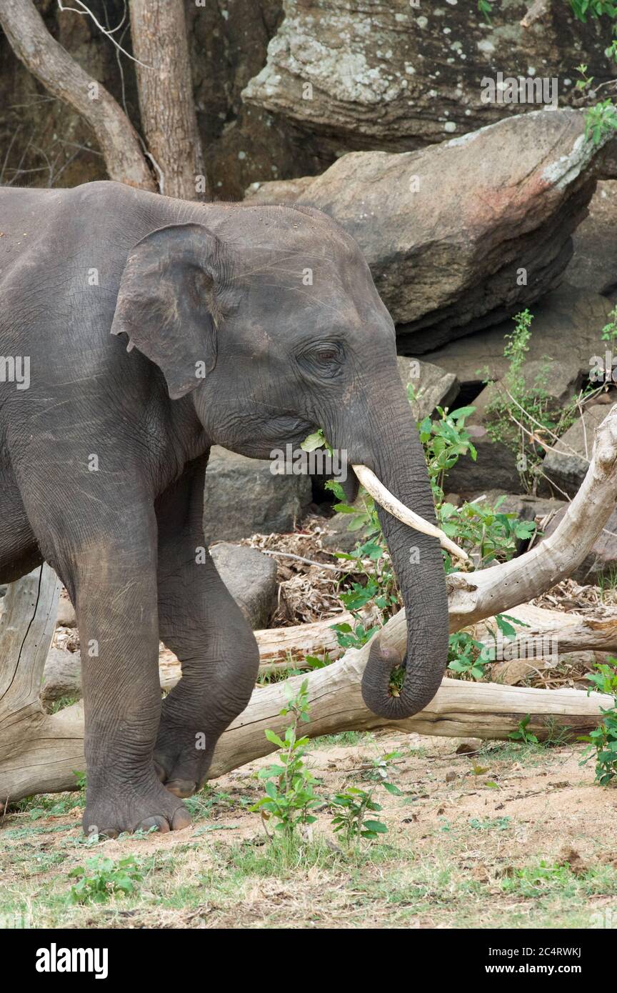 Un elefante de Sri Lanka (Elephas maximus maximus) en el Parque Nacional Kalawewa, Provincia Central del Norte, Sri Lanka Foto de stock