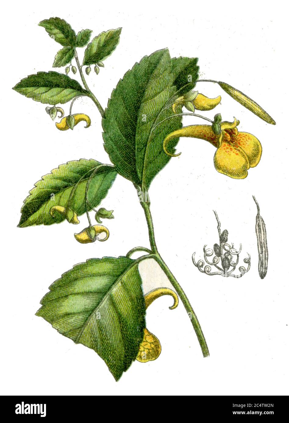 Touch-me-not balsam / Impatiens noli-tangere / Springkraut, Großes / Botany book, 1900) Foto de stock
