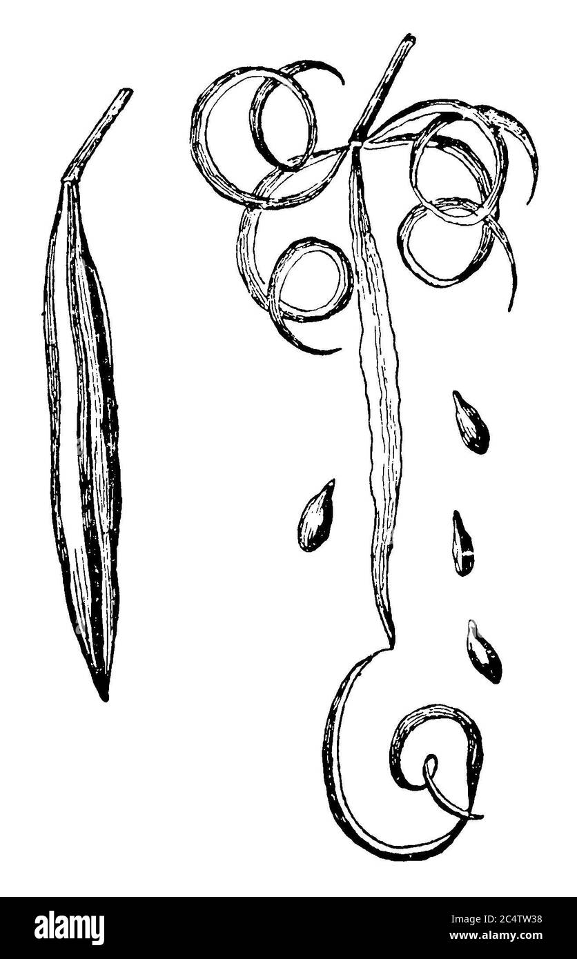 Touch-me-not balsam / Impatiens noli-tangere / Springkraut (libro de botánica, 1909) Foto de stock