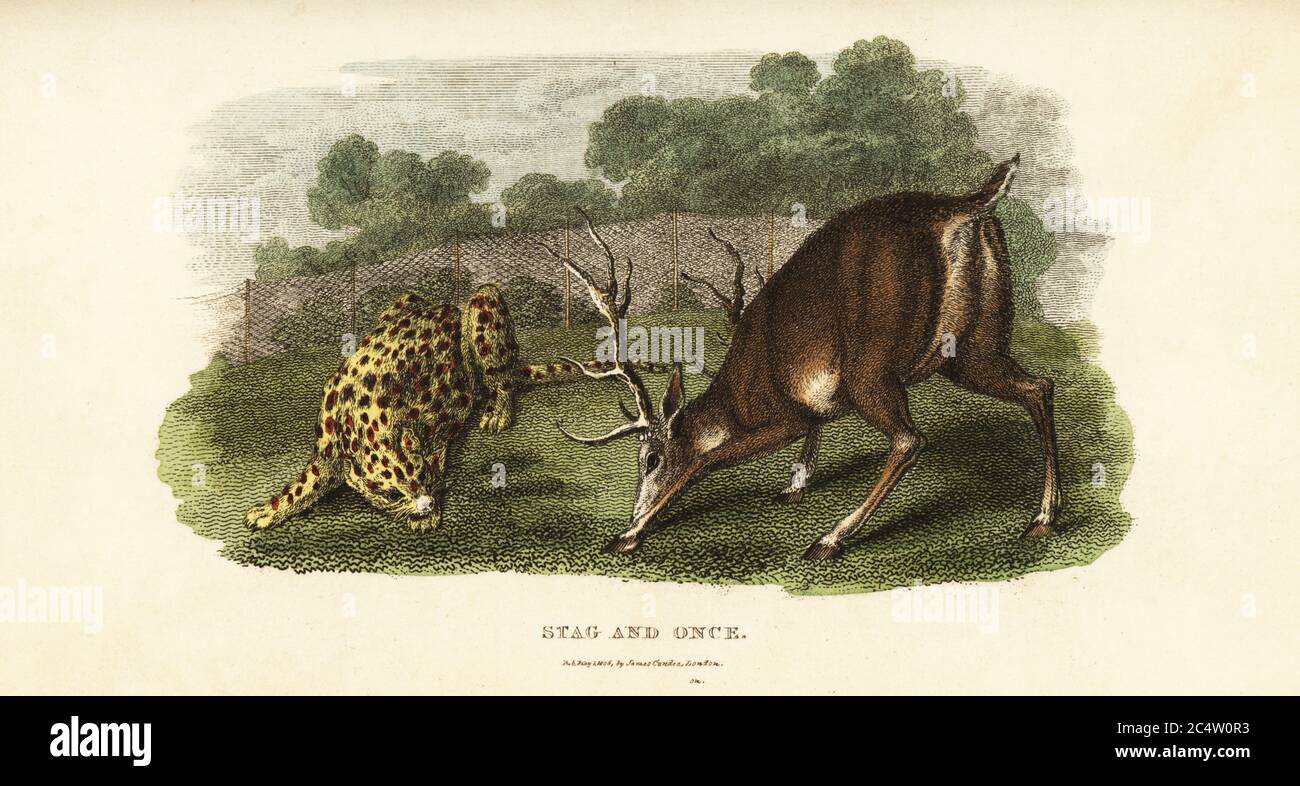Batalla entre un ciervo rojo y un tigre de la onza o de la caza. El ciervo  sostuvo la onza de acecho a la bahía con sus cuernos, hasta que el gato