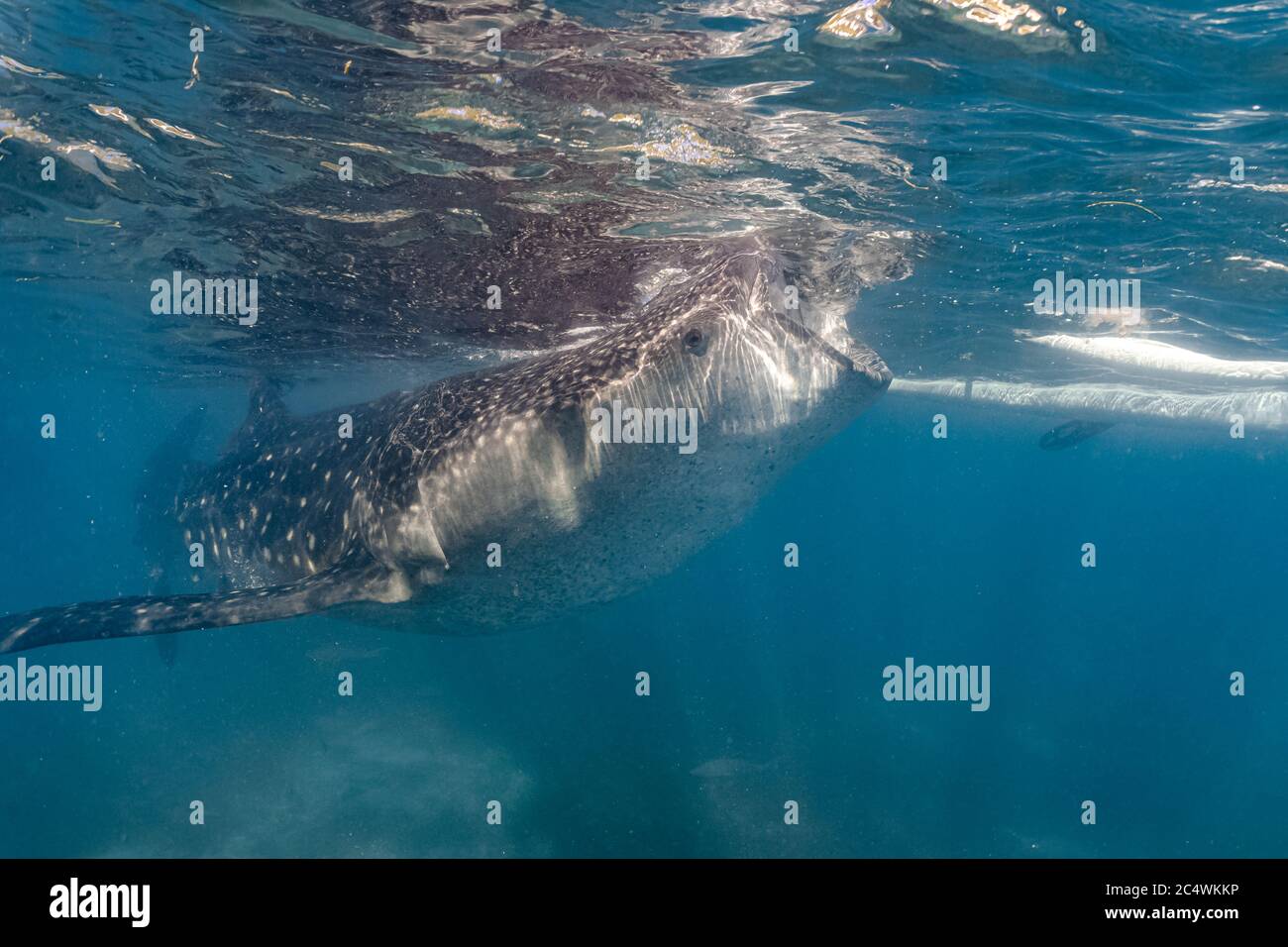 Whaleshark alimentándose de krill. Whaleshark viendo en Oslob, Filipinas. Foto de stock