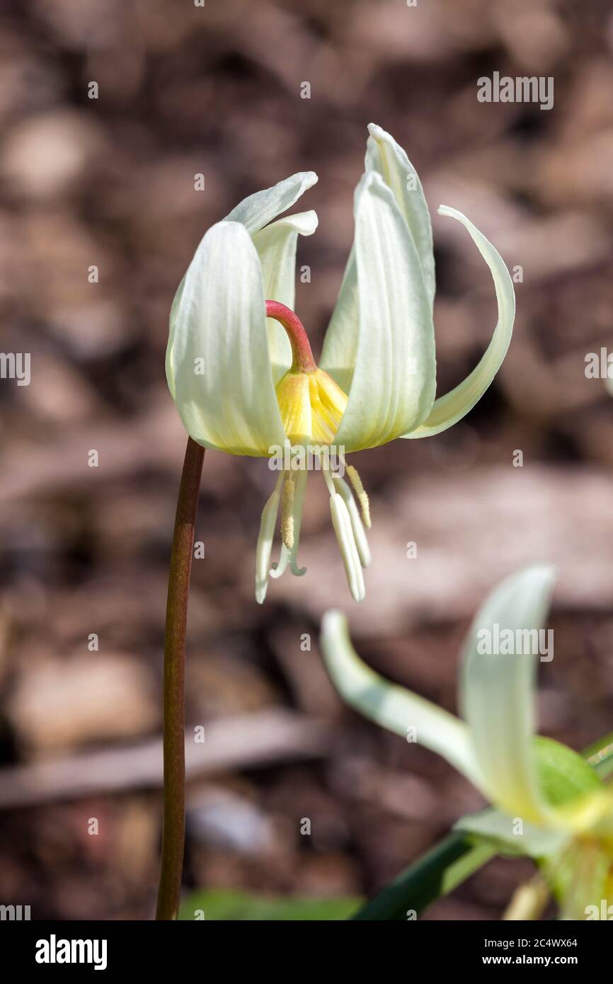 Erythronium californium 'White Beauty' una planta de bulbo florido de primavera conocida comúnmente como lirio de fawn californiano Foto de stock