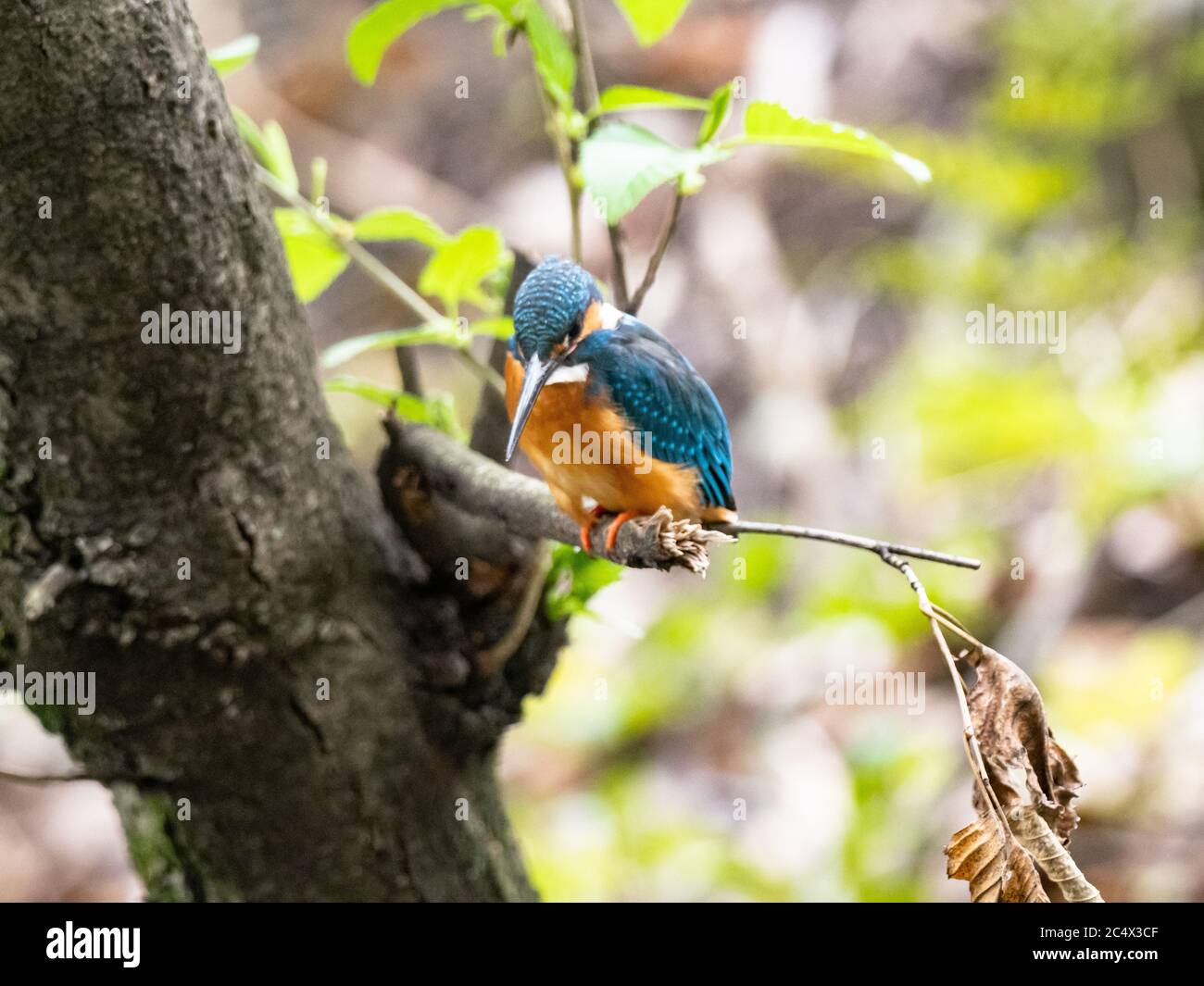 Un colorista común, Alcedo atthis bengalensis, perca en una rama de árbol mientras pesca en un pequeño estanque de parque cerca de Yokohama, Japón. Foto de stock