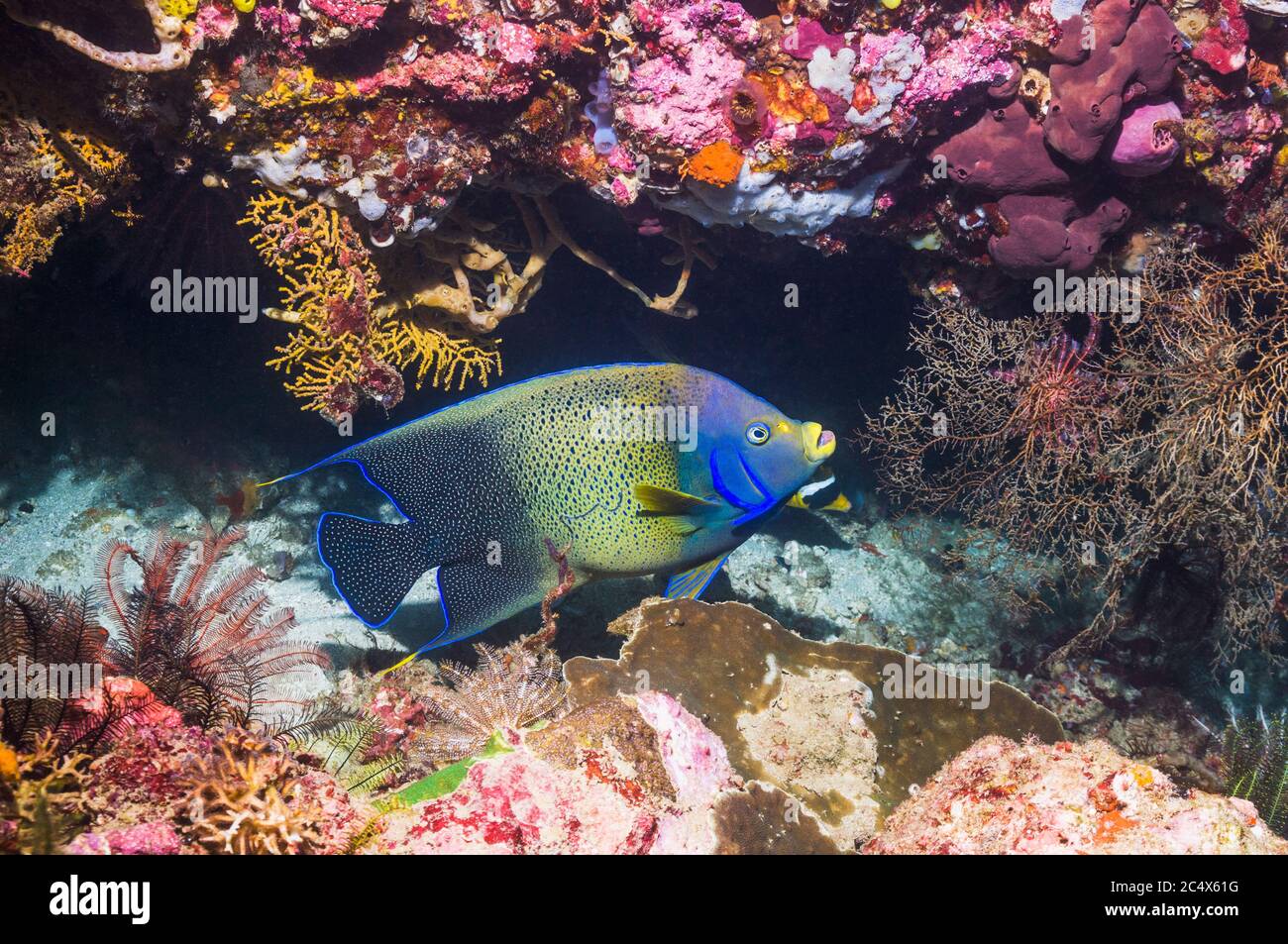 El pez ángel semicircular [Pomacanthus semicirculatus] nadar a lo largo de arrecifes de coral. El Parque Nacional de Komodo (Indonesia). Indo-pacífico. Foto de stock