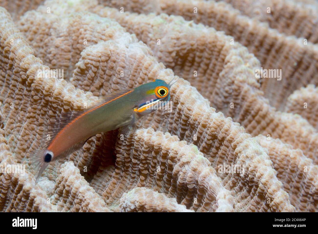 Tailspot Blenny [Ecsenius stigmatura]. Papúa Occidental, Indonesia. Pacífico Indo-Oeste. Foto de stock