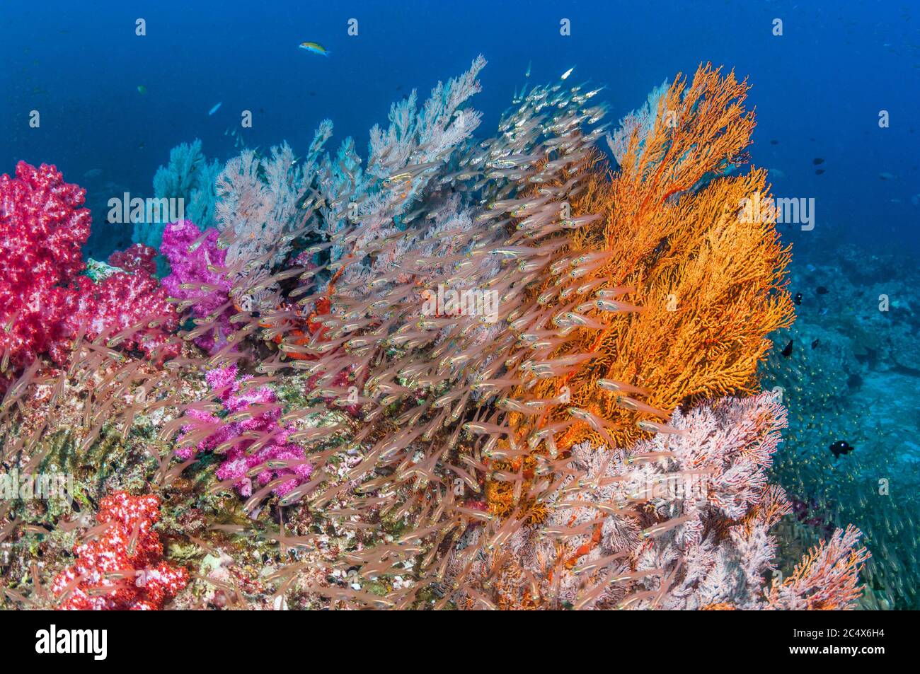 Los fanáticos del mar gorgonian [Melithaea sp.] y los corales blandos [Dendronephthya sp.] con una gran escuela de peces carniceros luminosos [Rhabdamia gralilis]. Andaman se Foto de stock