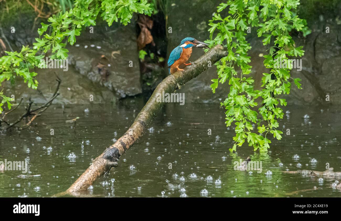 Preston, Lancashire, Reino Unido. 29 de junio de 2020. Un Kingfisher posado después de una exitosa sesión de pesca en la lluvia, Preston, Lancashire, Reino Unido. Crédito: John Eveson/Alamy Live News Foto de stock