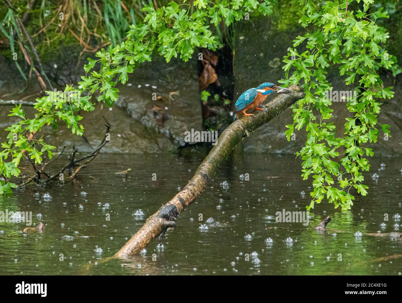 Preston, Lancashire, Reino Unido. 29 de junio de 2020. Un Kingfisher posado después de una exitosa sesión de pesca en la lluvia, Preston, Lancashire, Reino Unido. Crédito: John Eveson/Alamy Live News Foto de stock