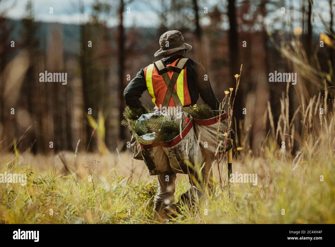 Vista trasera de un trabajador forestal con bolsas llenas de pinares para reforestación. Hombre plantando nuevas plantas en el bosque. Foto de stock