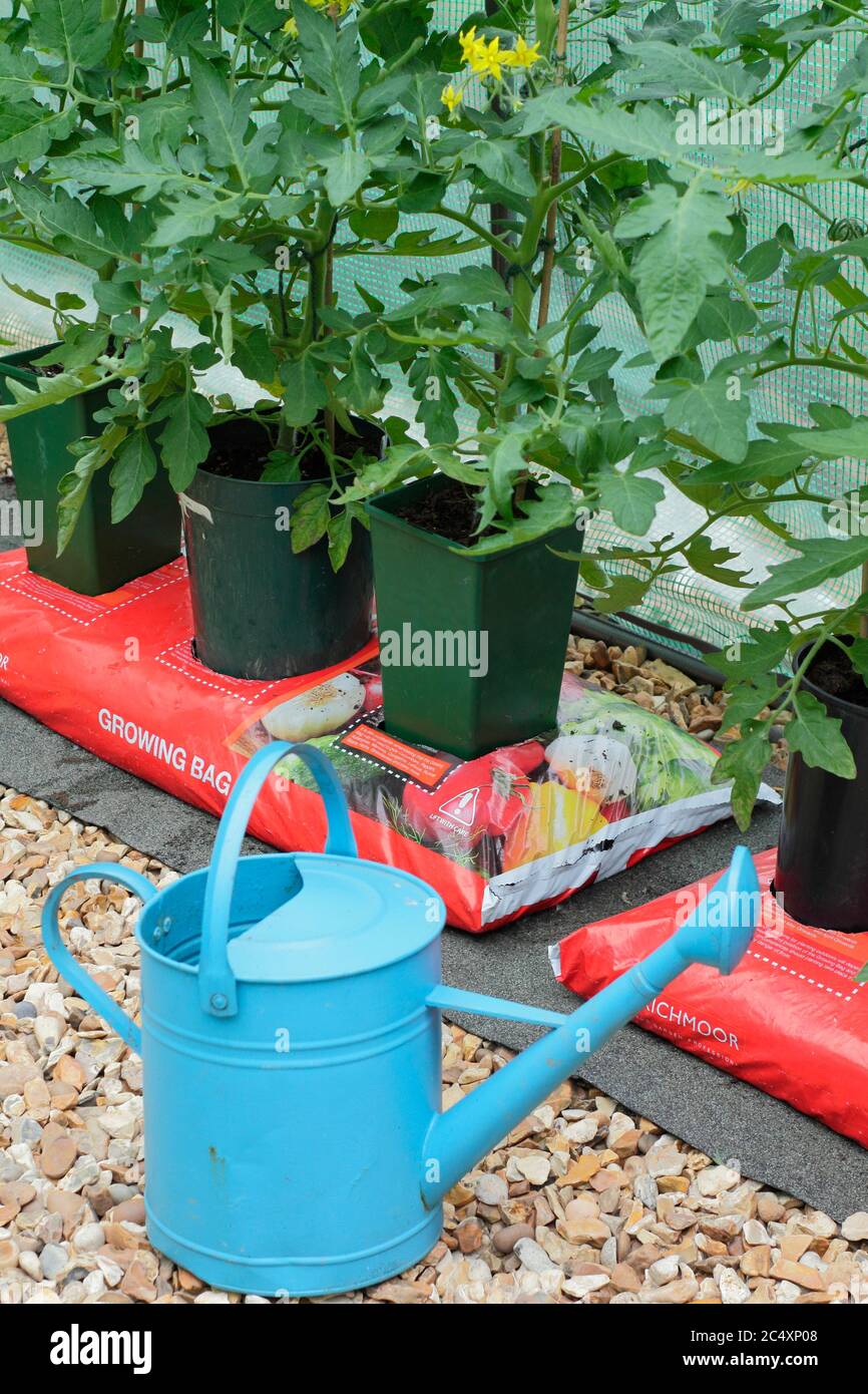 Solanum lycopersicum. Plantas de tomate creciendo en macetas sin fondo colocadas en una bolsa para aumentar el volumen de compost disponible para la planta. Foto de stock
