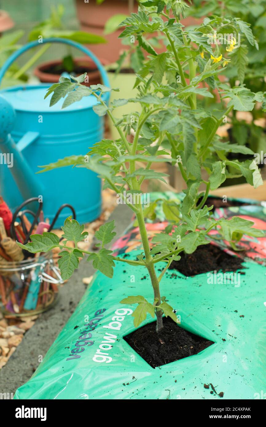 Solanum lycopersicum. Plantas de tomate creciendo en macetas sin fondo colocadas en una bolsa para aumentar el volumen de compost disponible para la planta. Foto de stock