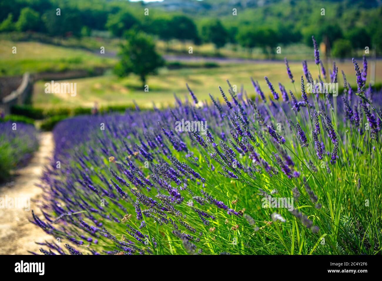 Un campo grande y hermoso de lavanda en la fuente de Abbaye Notre-Dame de Sénanque, en Provenza, Francia. Foto de stock