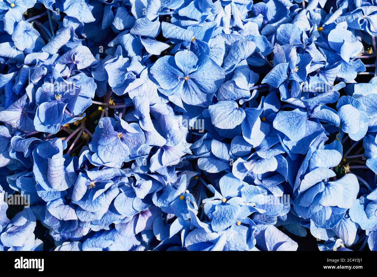 Hermosa Hydrangea azul (Hydrangea macrophylla) o Hortensia fondo de flores. Vista superior Foto de stock