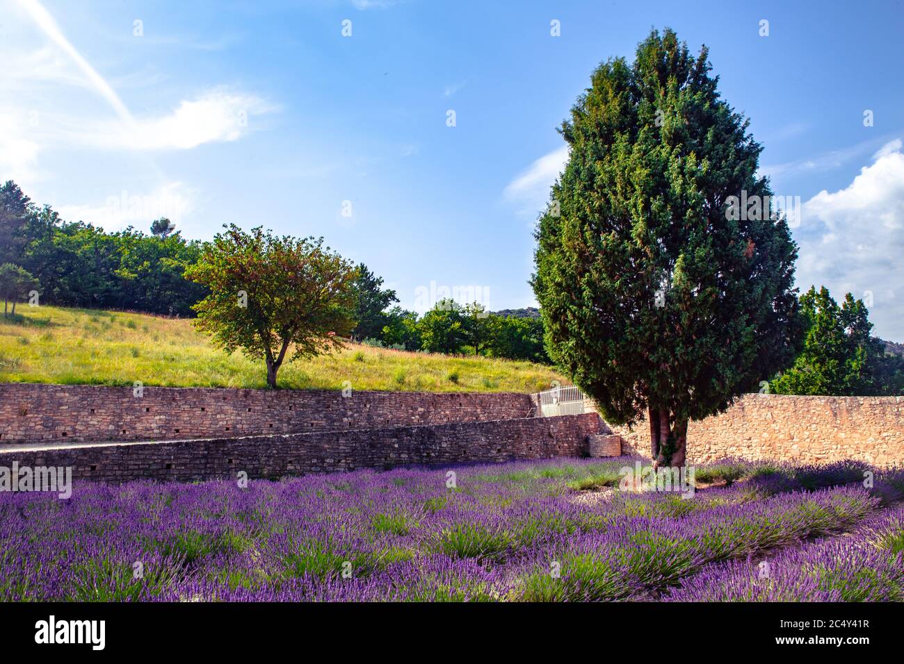 Un campo grande y hermoso de lavanda en la fuente de Abbaye Notre-Dame de Sénanque, en Provenza, Francia. Foto de stock