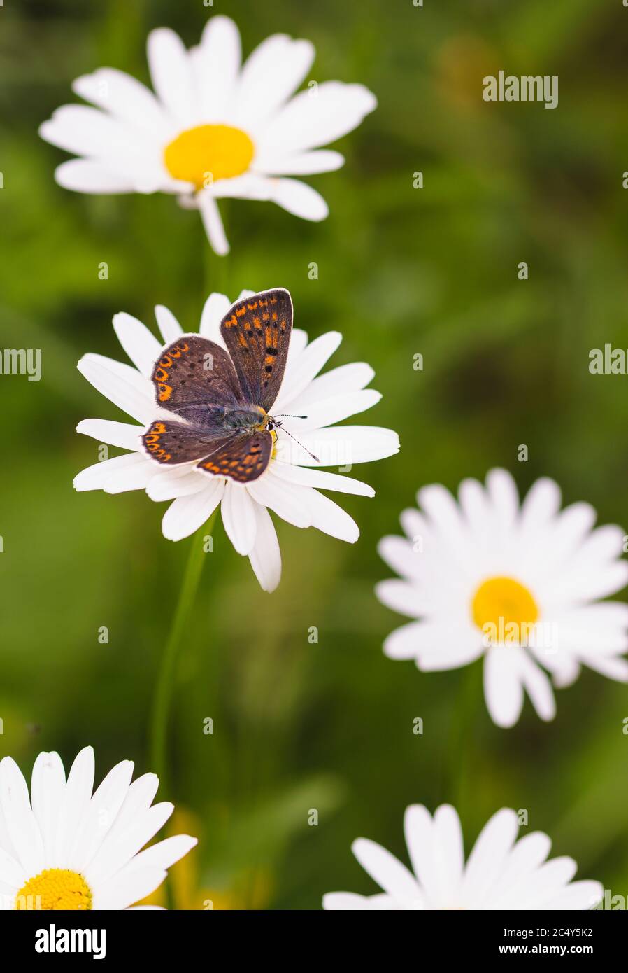 Macro de una mariposa hembra de cobre sooty (lycaena tityrus) en una margarita (leuanthemum) flor con fondo de bokeh borroso; ambiente libre de pesticidas Foto de stock