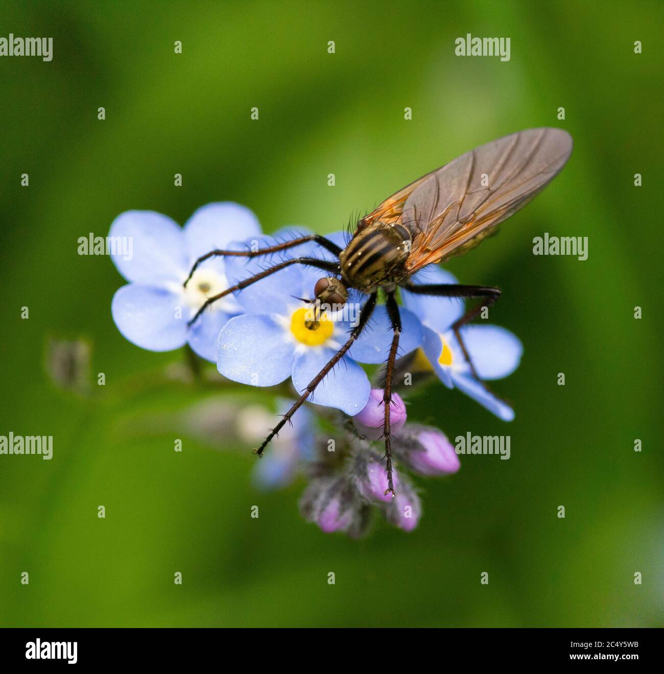 macro de una mosca de baile (empis tesselata) beber néctar de forget me no florecer con fondo borroso; biodiversidad concepto de protección ambiental Foto de stock