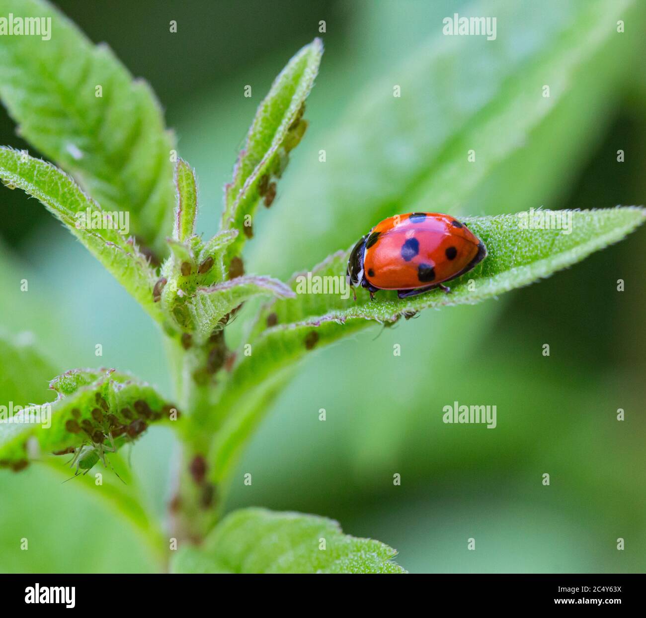 macro de una mariquita (coccinella magnifica) en las hojas de verbena comiendo áfidos; control biológico de plagas sin pesticidas a través de enemigos naturales; granja orgánica Foto de stock