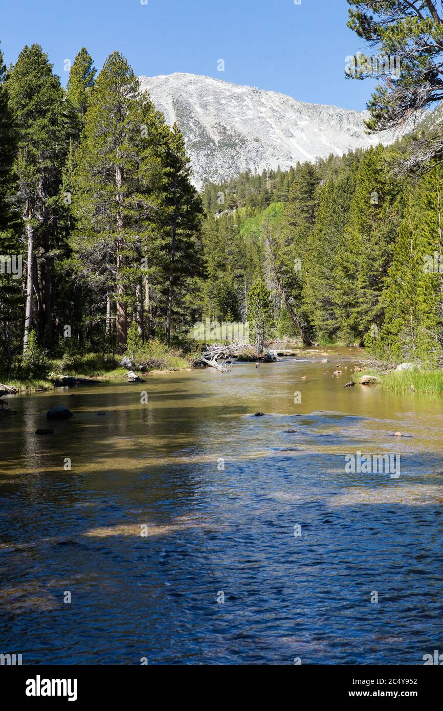 arroyo de roca que fluye a través de pinos en las montañas del este de Sierra Nevada Foto de stock