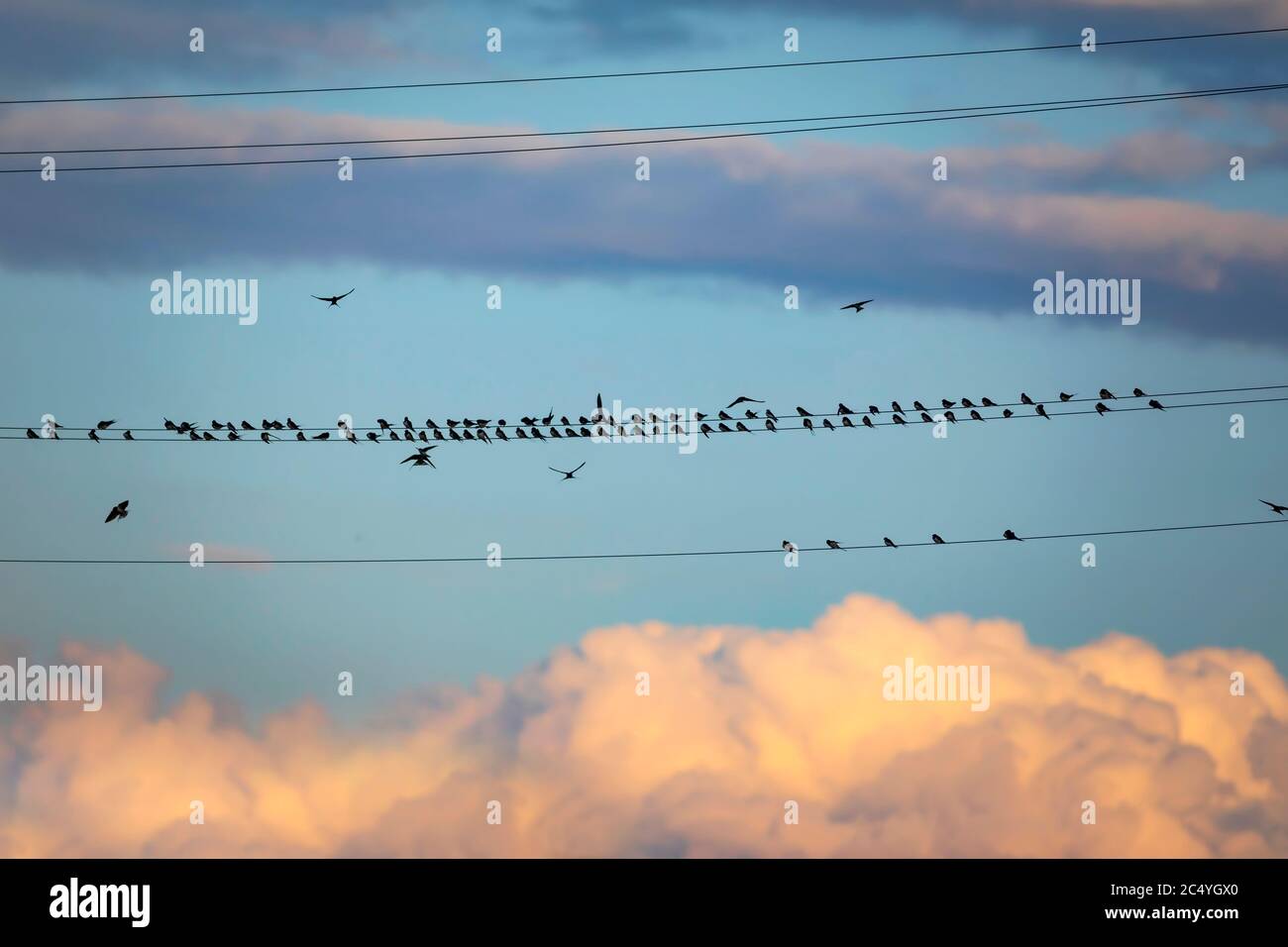 Pájaros y alambre eléctrico. Puesta de sol cielo de fondo. Pájaro: Pavor de granero. Hirundo rustica. Foto de stock