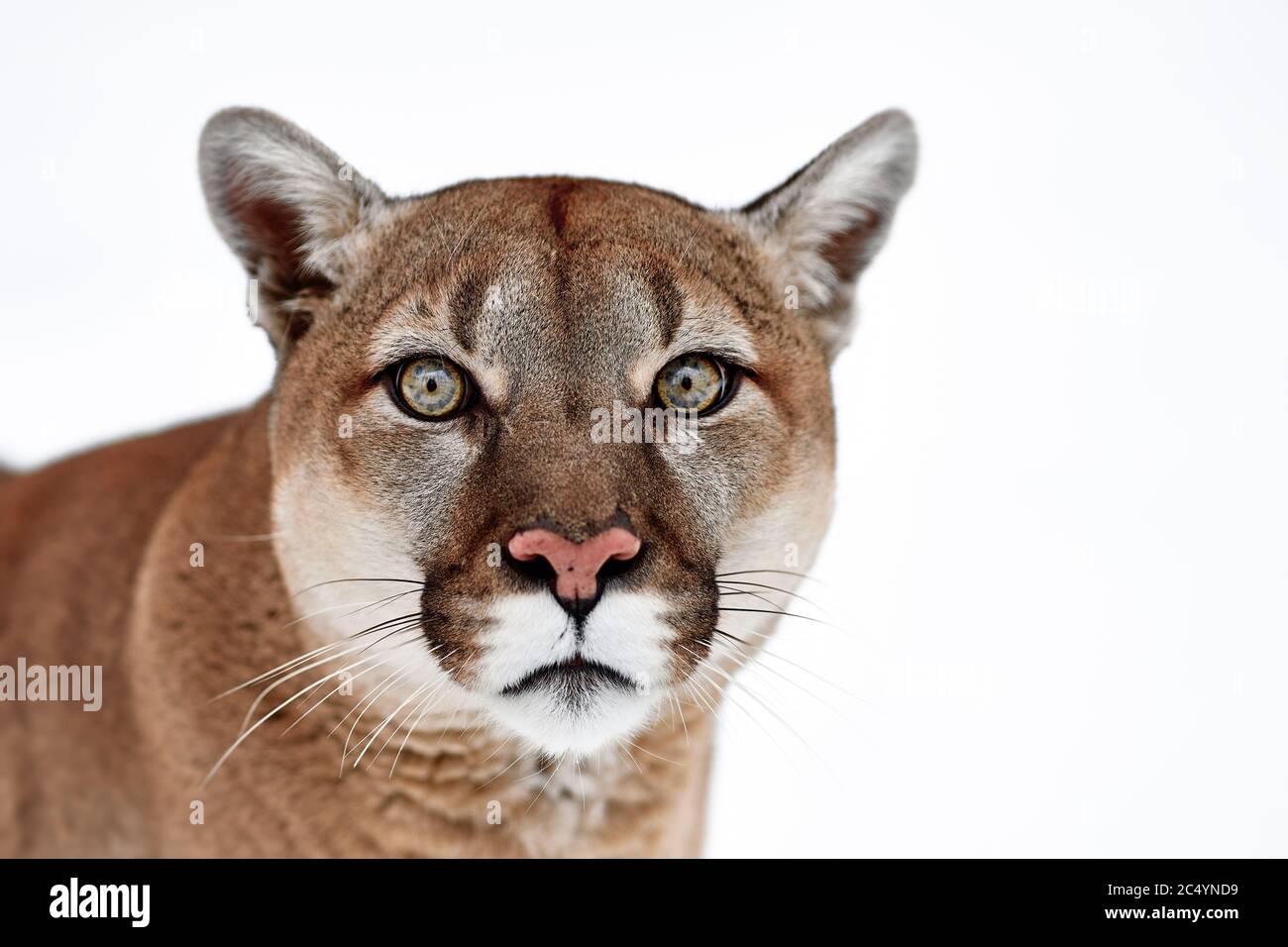 Hermoso Retrato de un Cougar Canadiense. León de montaña, puma, pantera,  escena invernal en el bosque Fotografía de stock - Alamy