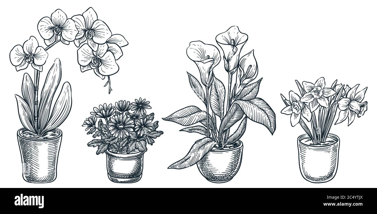 Featured image of post Flores Dibujos Para Macetas Recuerda que s lo en pintodibujos podr s encontrar los mejores diibujos para colorear dibujos para imprimir imagenes en blanco y negro material did ctico para ni os dibujos para pintar y actividades para tus alumnos
