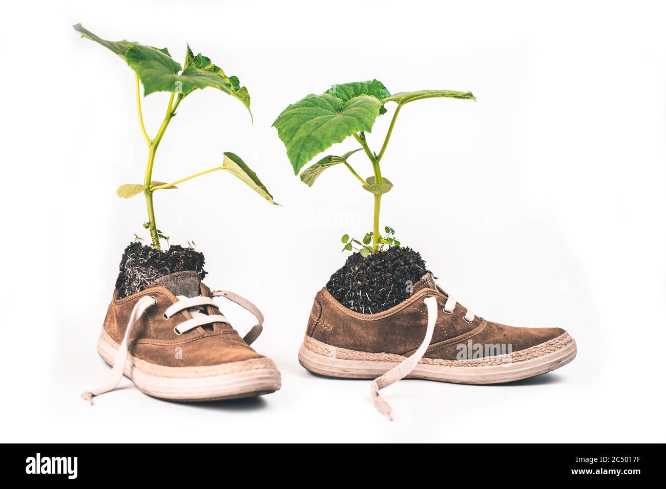 Flor verde plantada en botas. La planta crece a partir de zapatillas de deporte Foto de stock