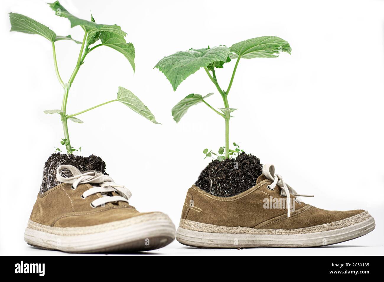 Flor verde en botas. La planta crece a partir de zapatillas de deporte Fotografía de stock - Alamy