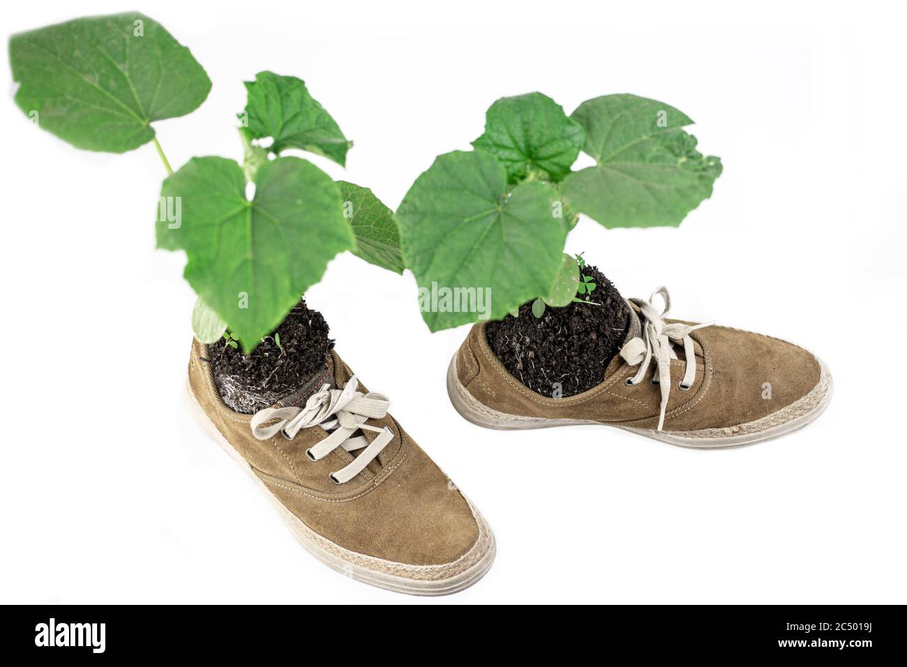 Flor verde en botas. La planta crece a partir de zapatillas de deporte Fotografía de stock - Alamy