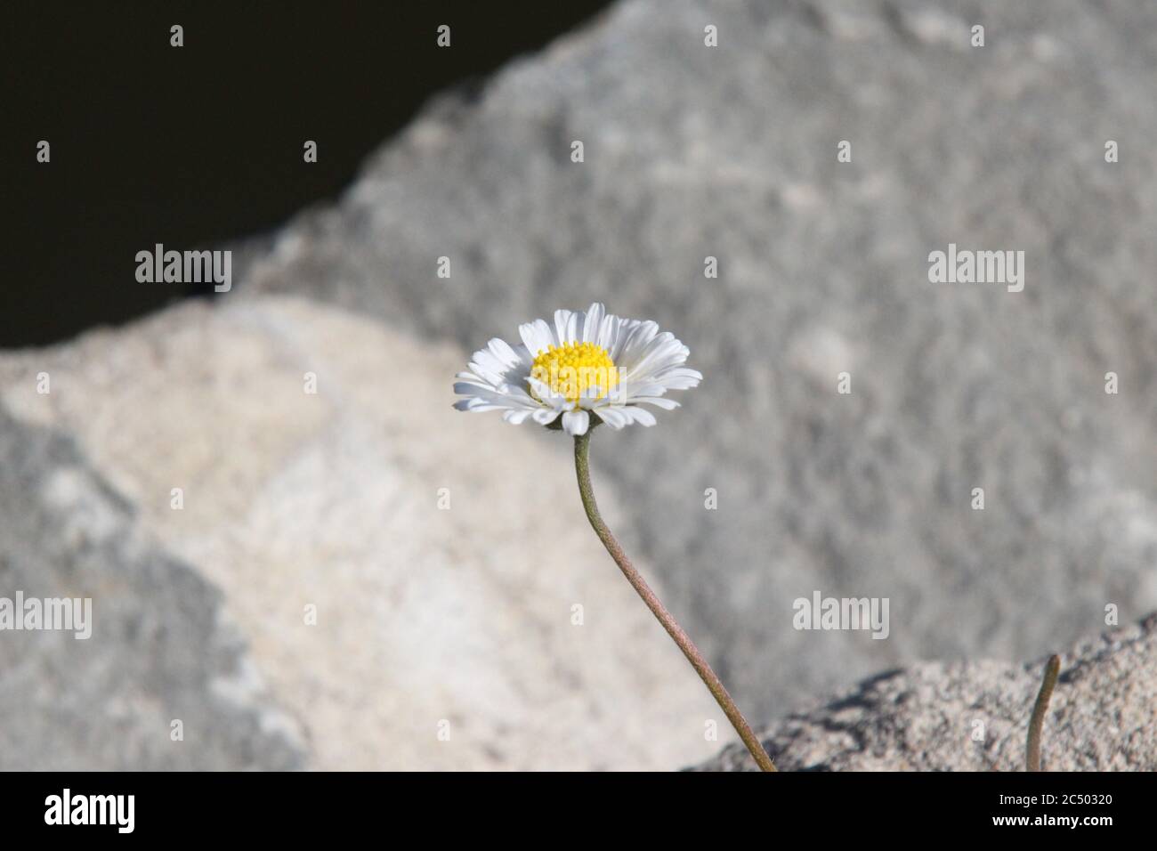 Margarita En Las Rocas Fotos e Imágenes de stock - Alamy