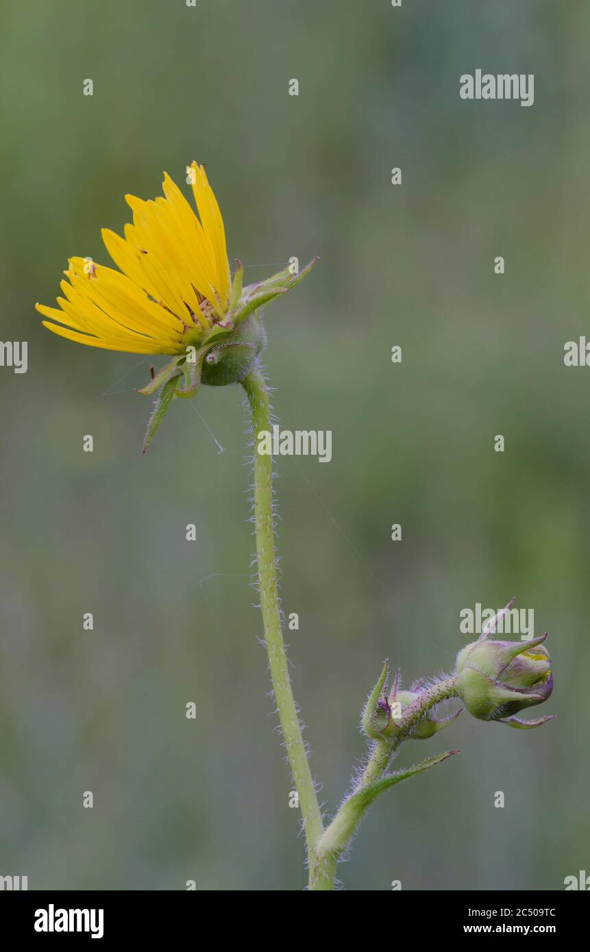Planta de brújula, Silphium laciniatum Foto de stock