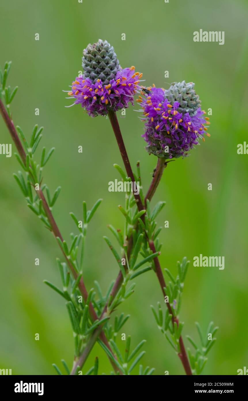 Púrpura de la pradera Clover, Dalea purpurea Foto de stock