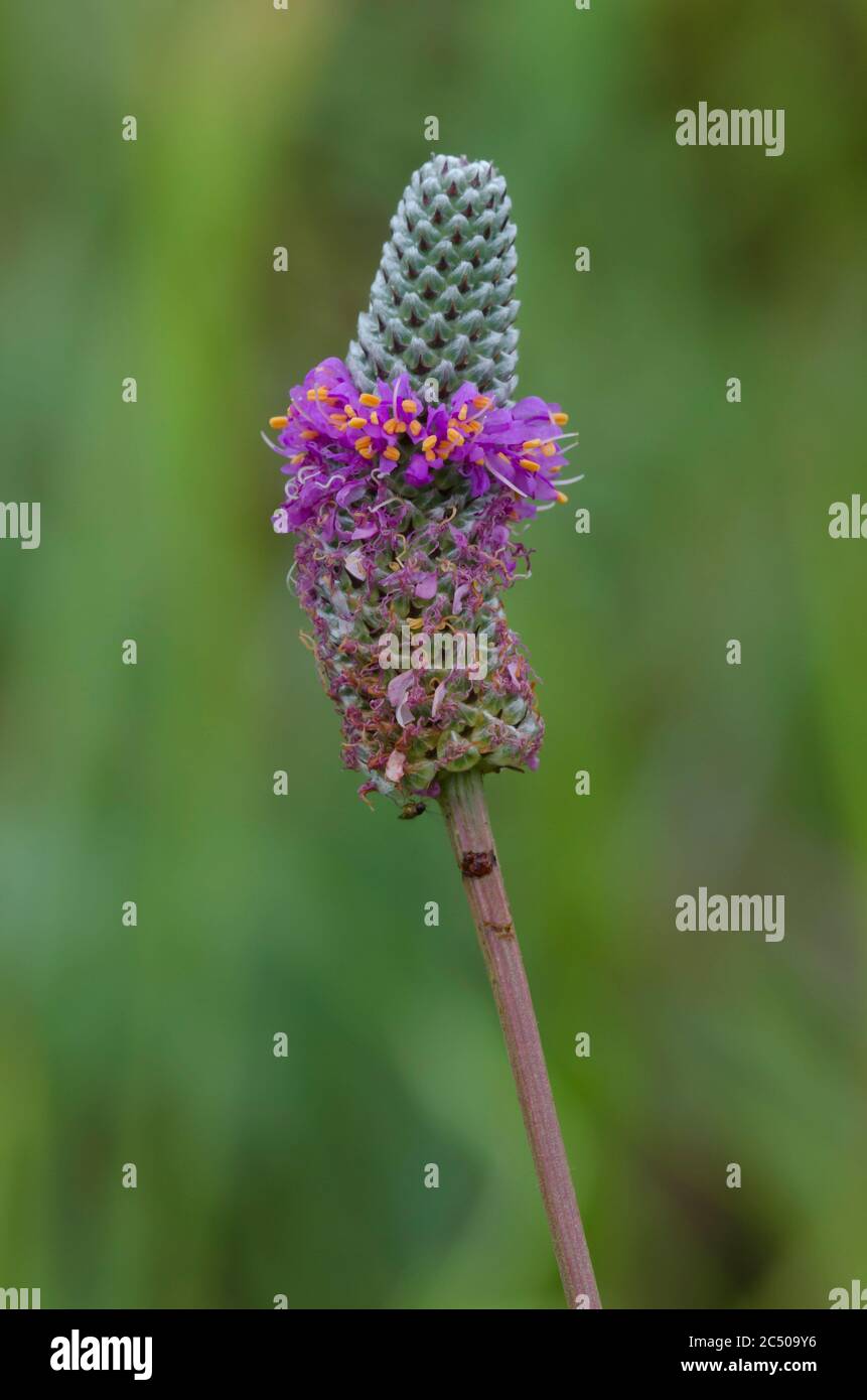 Púrpura de la pradera Clover, Dalea purpurea Foto de stock