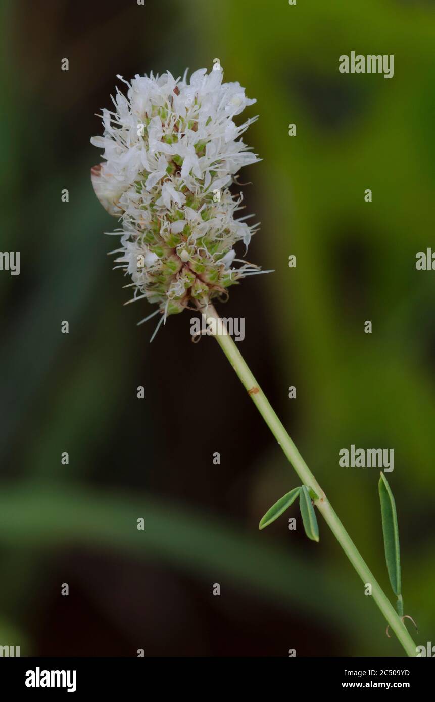 White Prairie Clover, Dalea candida Foto de stock