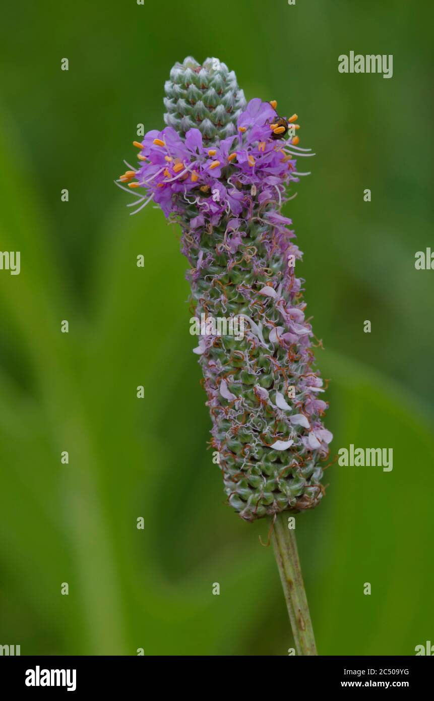 Púrpura de la pradera Clover, Dalea purpurea Foto de stock