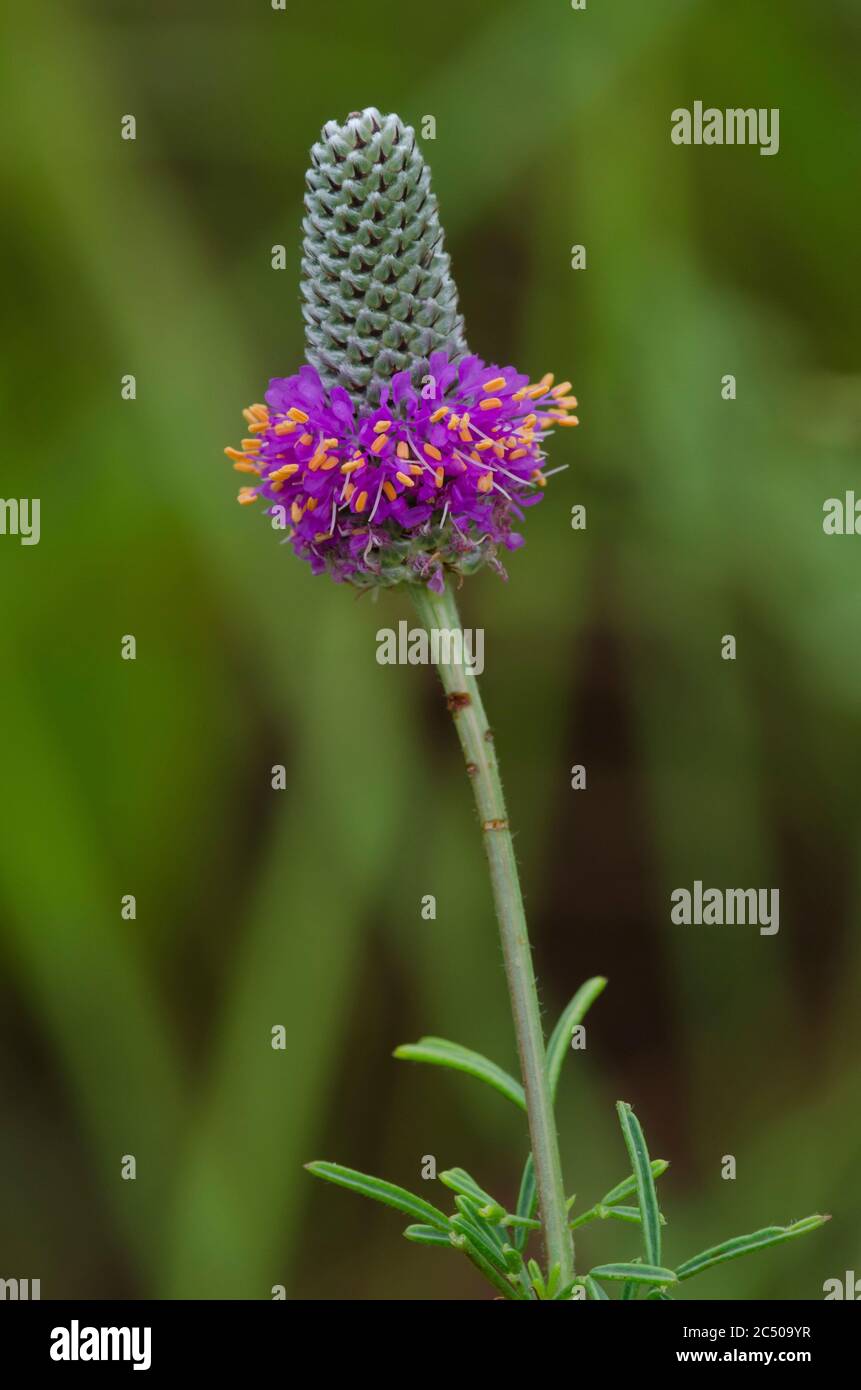 Púrpura de la pradera Clover, Dalea purpurea Foto de stock