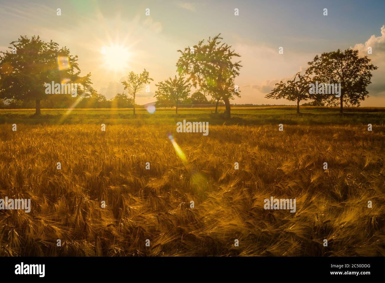 Luz del sol con flaire de lente sobre el campo de trigo a principios de verano o finales de la primavera. Paisaje rural o paisaje. Foto de stock